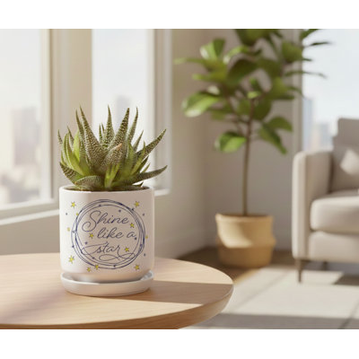 Jardinière brillante comme une étoile