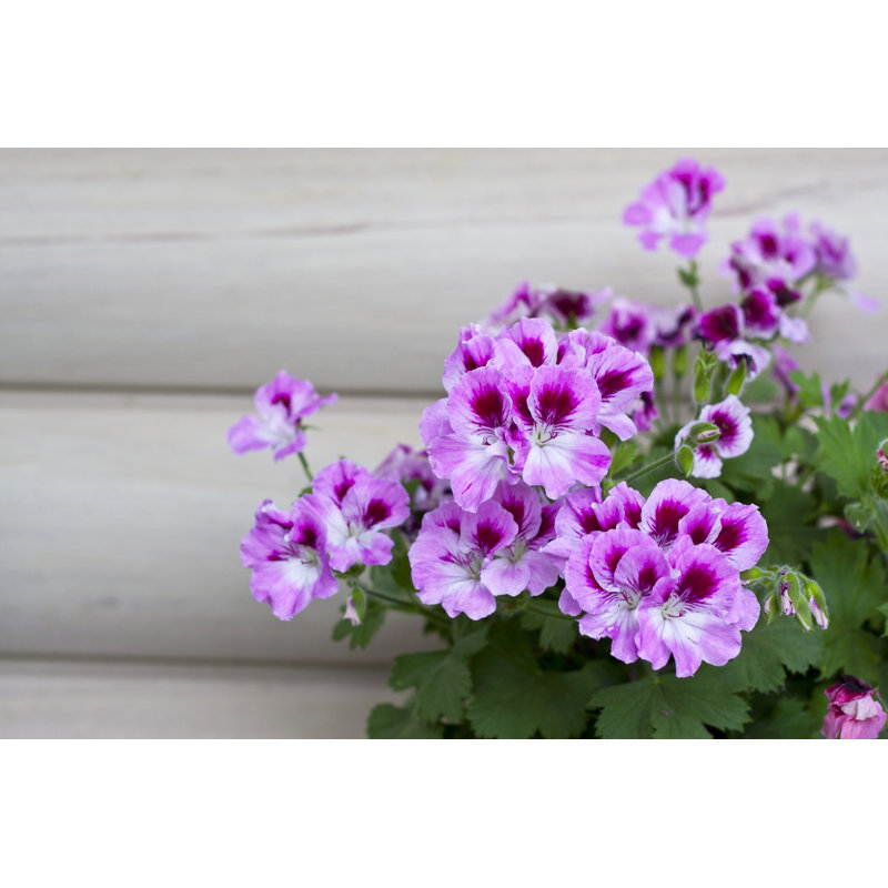 Geranium - Wrapped Canvas Print, 61cm H x 91cm W x 3.8cm D