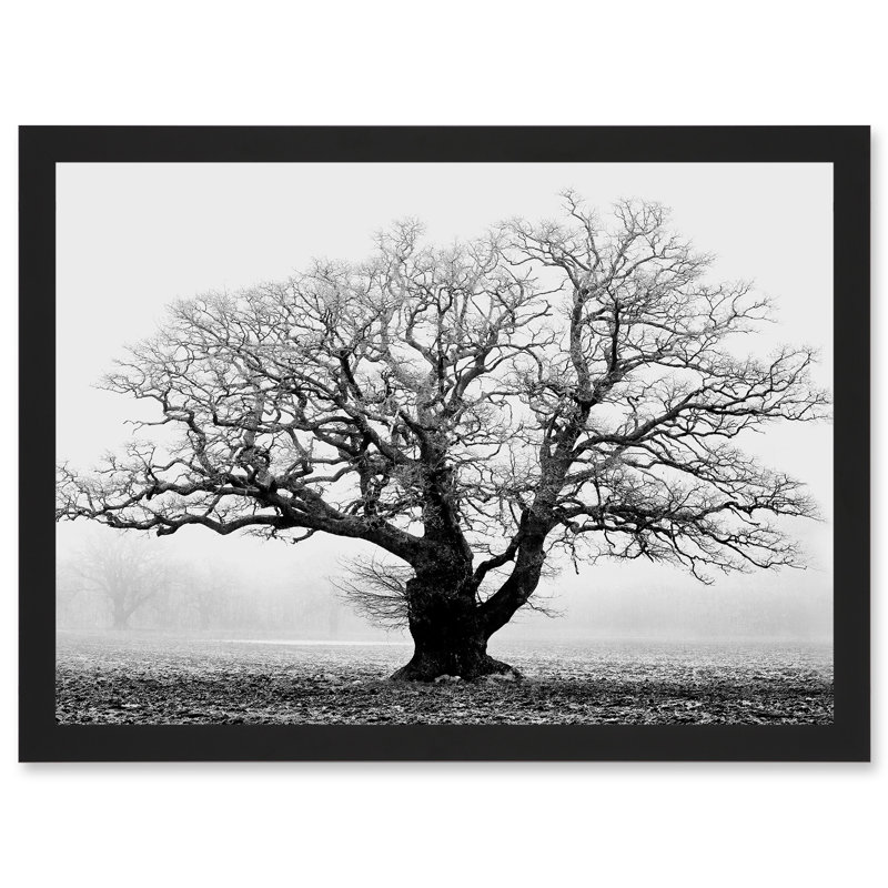 Old Oak Tree Black White In Mist Fog Photo - Single Picture Frame Art Prints
