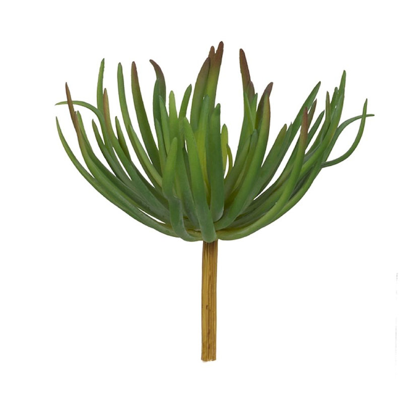 Tige de succulent stonecrop