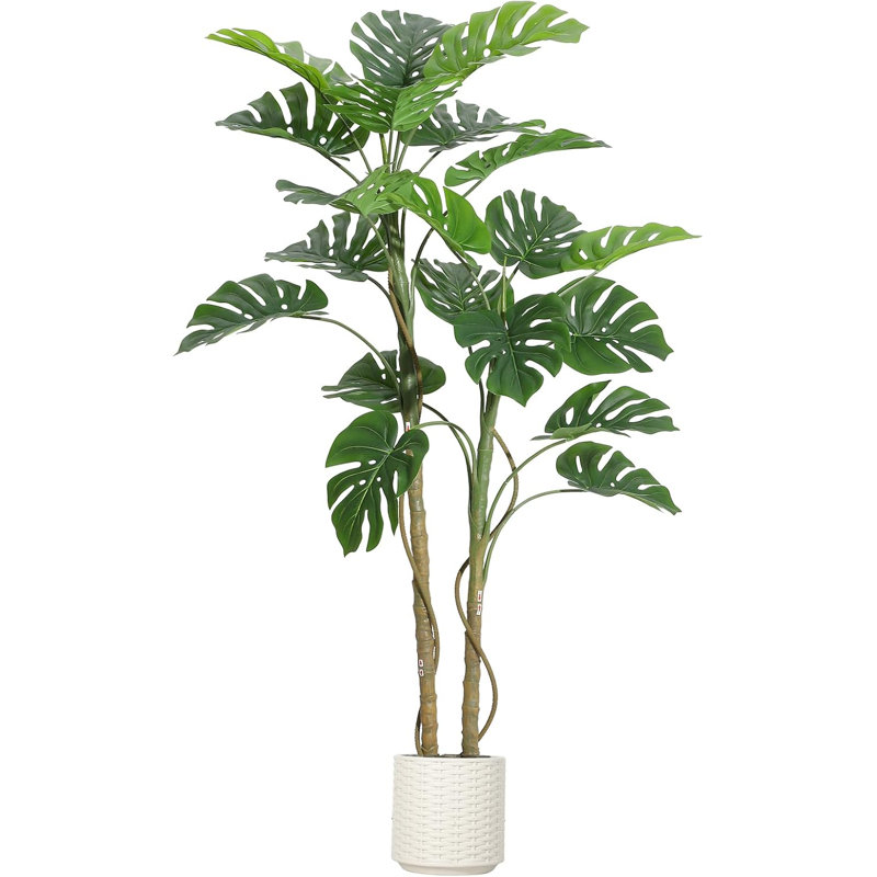 60cm Plant