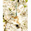 Orange Blossom Botanical Pallet