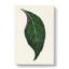 Adelaster Albivenis Plant Leaf by Benjamin Fawcett - Wrapped Canvas-55306031