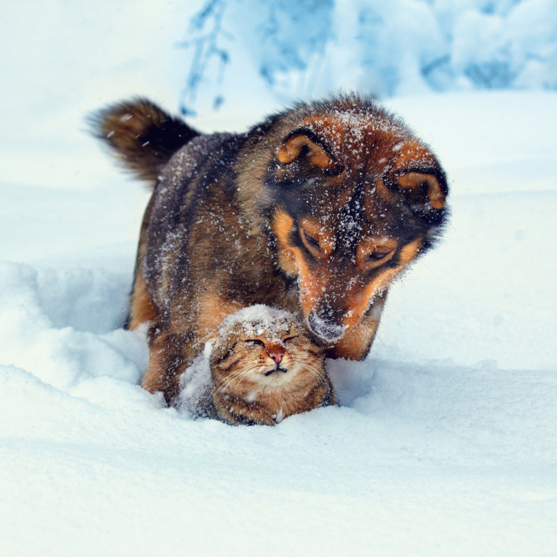 Dog And Cat Playing Outdoor In Snow by Vvvita - Wrapped Canvas Print, 30cm H x 46cm W x 3.8cm D