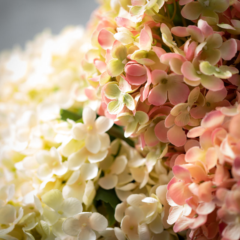 Jets d'hortensias