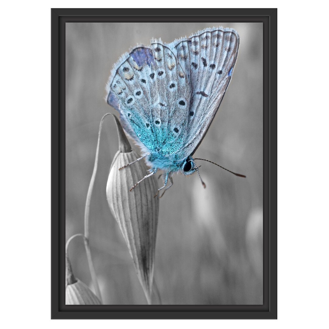 Gerahmtes Wandbild wunderschöner blauer Schmetterling