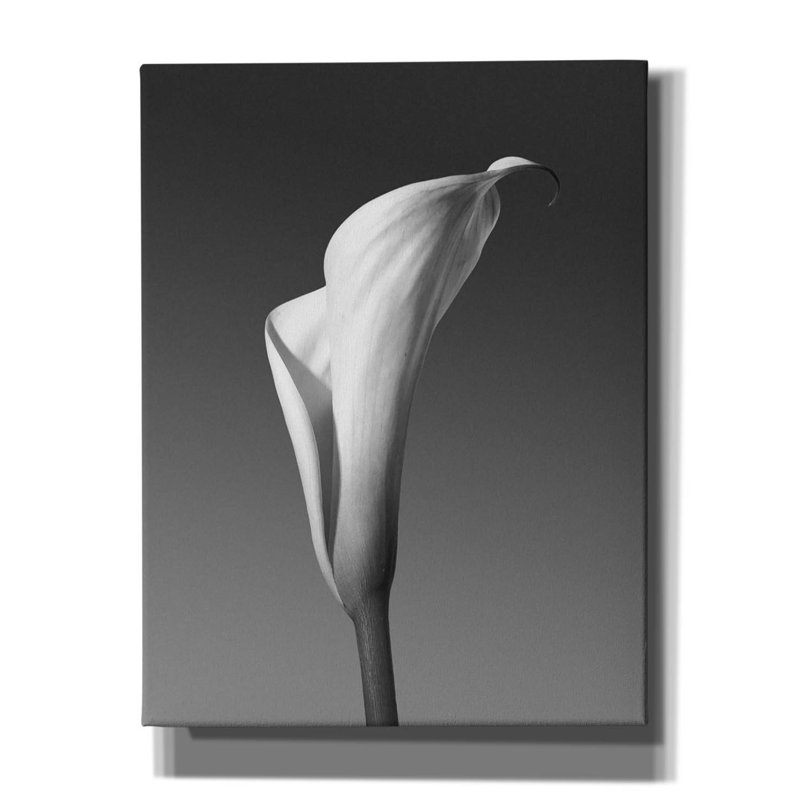 «Calla No. 4» par Photoinc Studio, art mural sur toile, 18 po x 26 po, H 34 po x l 26 po x P 1,5 po
