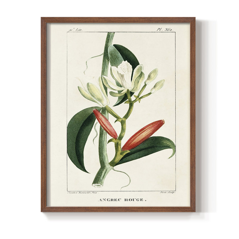 Turpin Tropical Botanicals, reproduction d'art encadrée - bois massif, Brun, H 10 po x l 8 po
