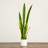 30In. Artificial Sansevieria Plant