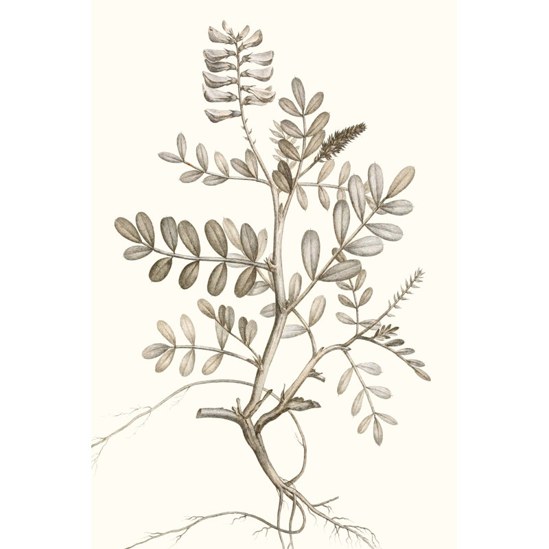 «Neutral Botanical Study VI», peinture sur toile, H 36 po x l 24 po