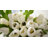Silk Tulip Arrangement in Vase