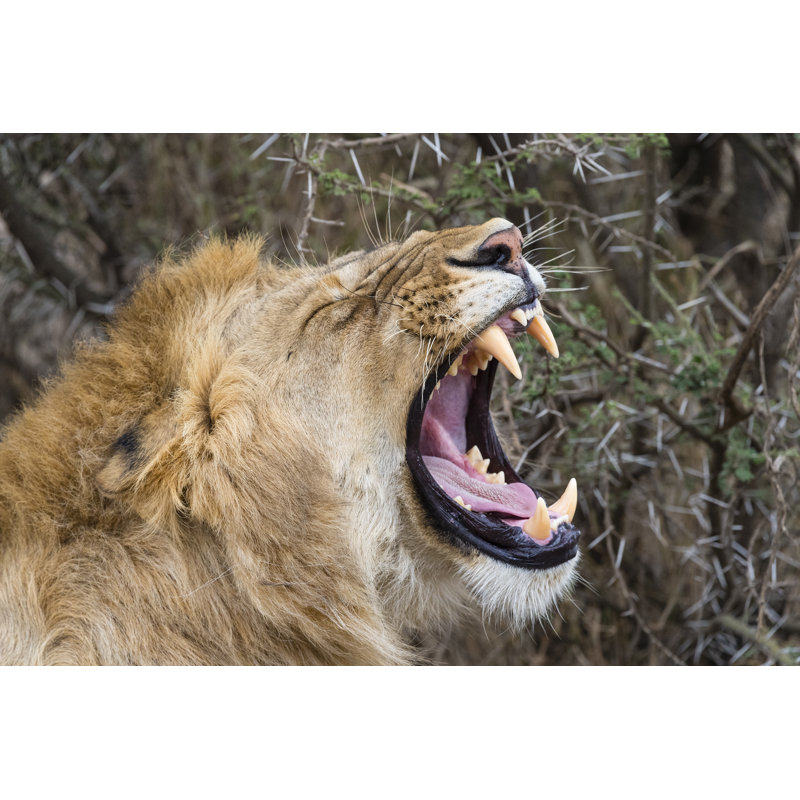 Lion Roaring by Pchoui, 8" H x 12" W