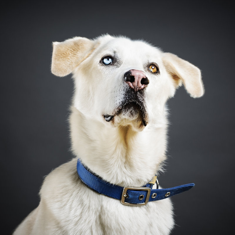 Portrait Of Mixed Breed Dog - Wrapped Canvas Print, 76cm H x 76cm W
