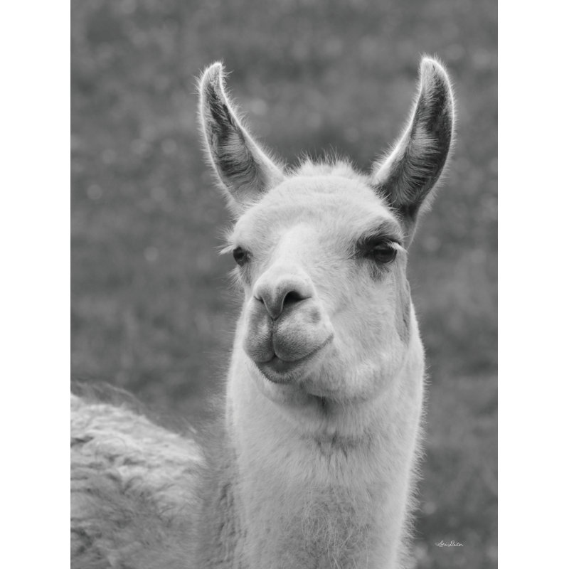 Lama souriant, H 48 po x l 32 po