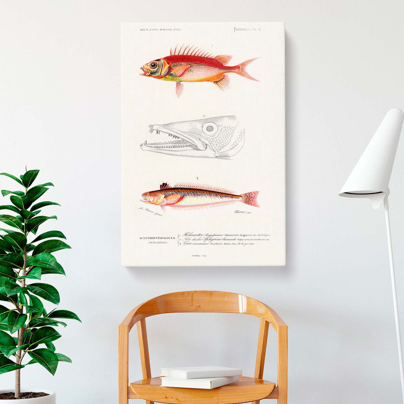Fish Illustrations PL. 2 by Charles D Orbigny - Wrapped Canvas, 50cm H x 35cm W x 3cm D