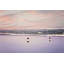 2 Seagulls by Sylvia Cook - Wrapped Canvas Print-185374645