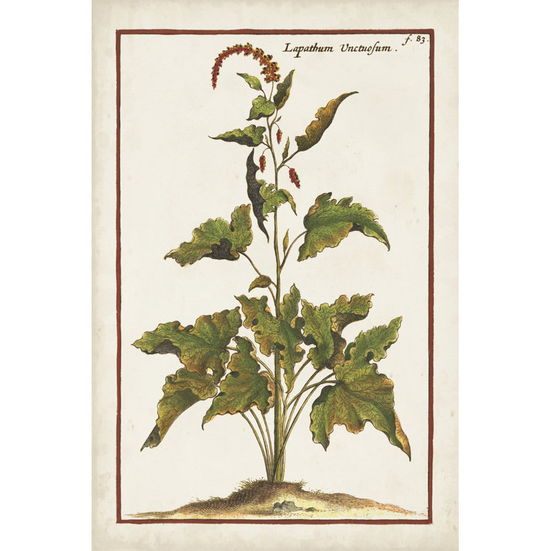 Munting Botanicals VI by Abraham Munting - Painting Print, Black Floater Framed, 76 cm H x 51 cm W