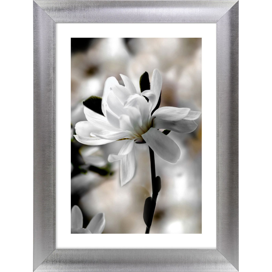 Gerahmtes Poster White Magnolia I