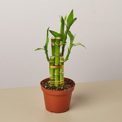 House Plant Shop Live Dracaena Plant