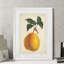 « antique poirier botanique ii » par paul cezanne-cadre photo, reproduction d’art-629221817-629186913
