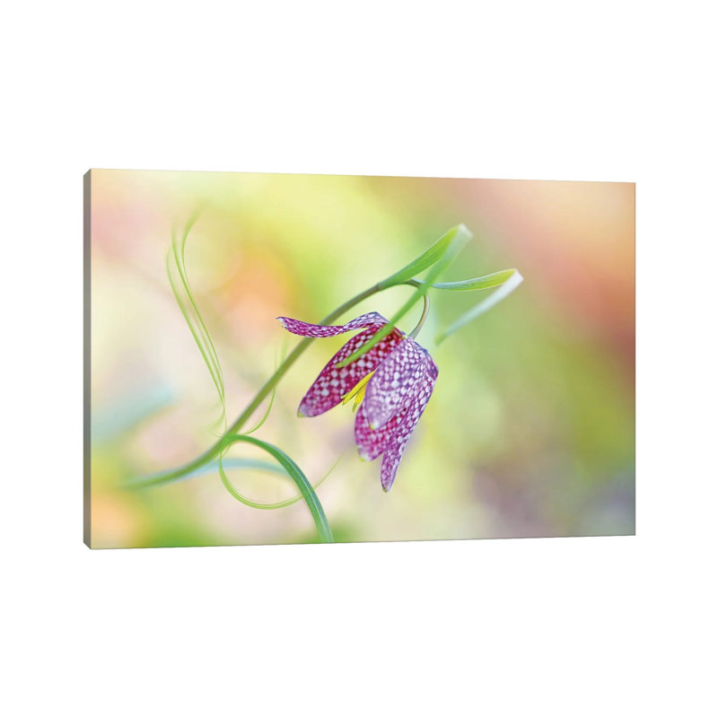Snake's Head Fritillary by Jacky Parker - Wrapped Canvas Print, 66.04 cm H x 45.72 cm W x 3.175 cm D