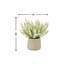 Ferdinand Heather en pot-28784520