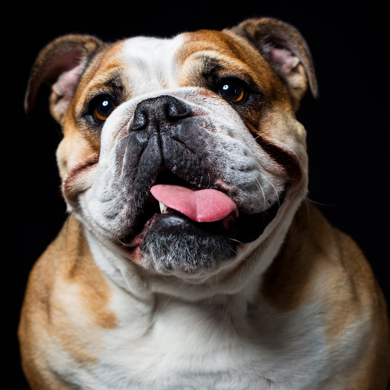 Portrait of an english bulldog, 51cm H x 51cm W