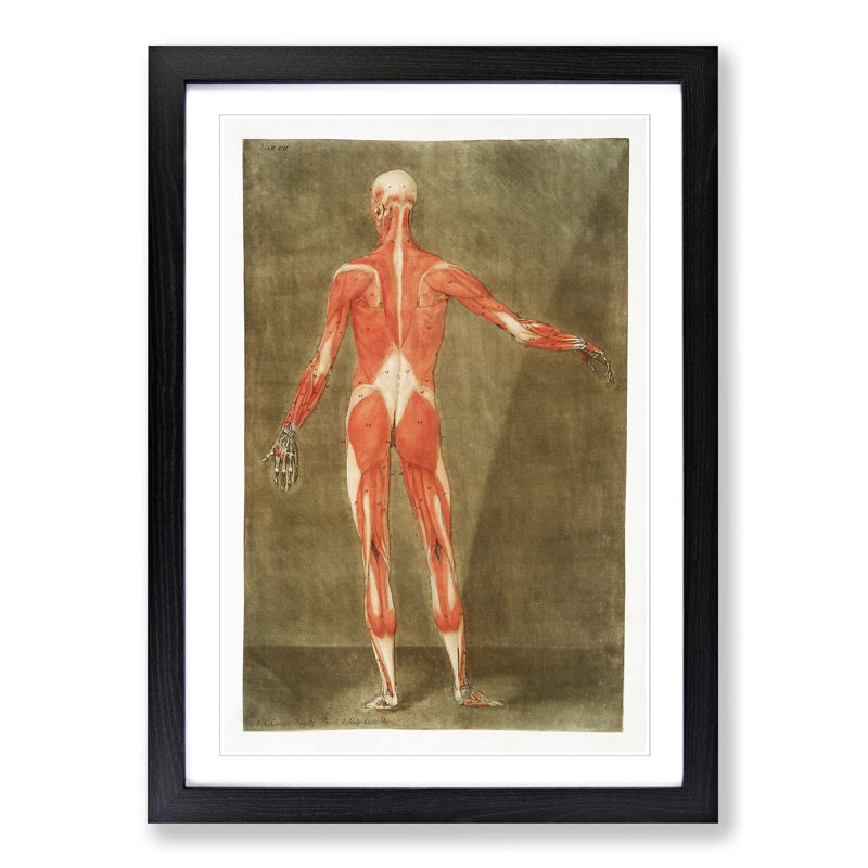 Anatomical Illustration of a Male No. 5 by Gautier-Dagoty - Picture Frame Painting Print, 65cm H x 48cm W x 2cm D