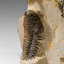 Genuine Crotalocephalina Trilobite In Matrix From Morocco (2.1 Lbs)
