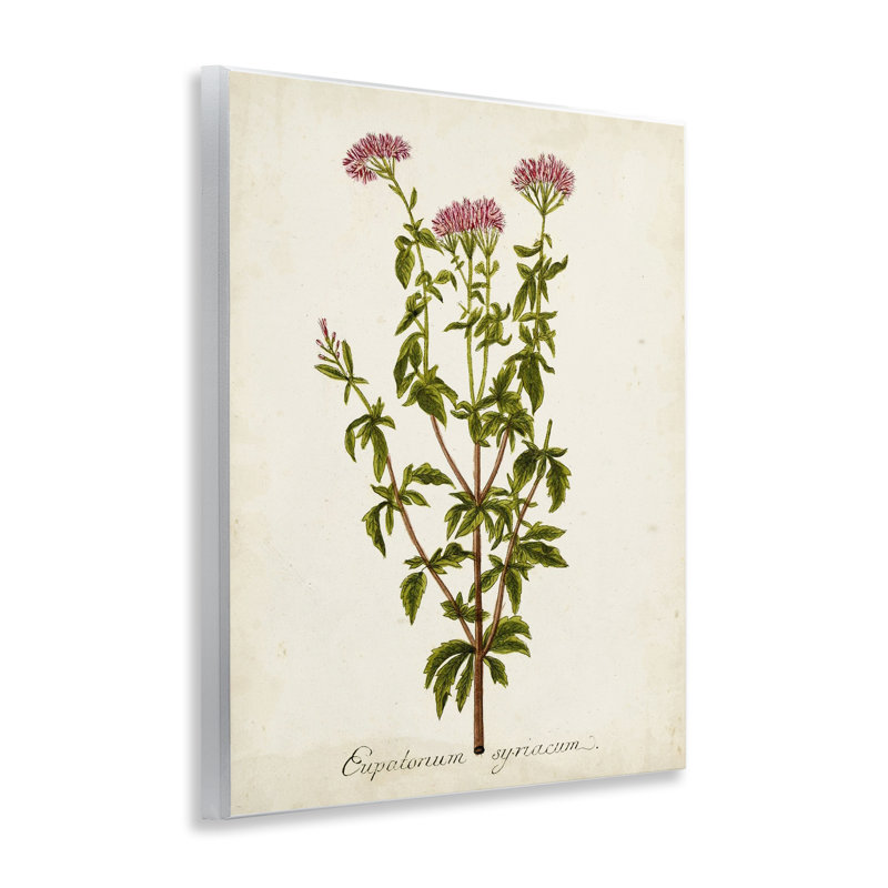 Scientific Flower Study Wall Plaque Art by Unknown