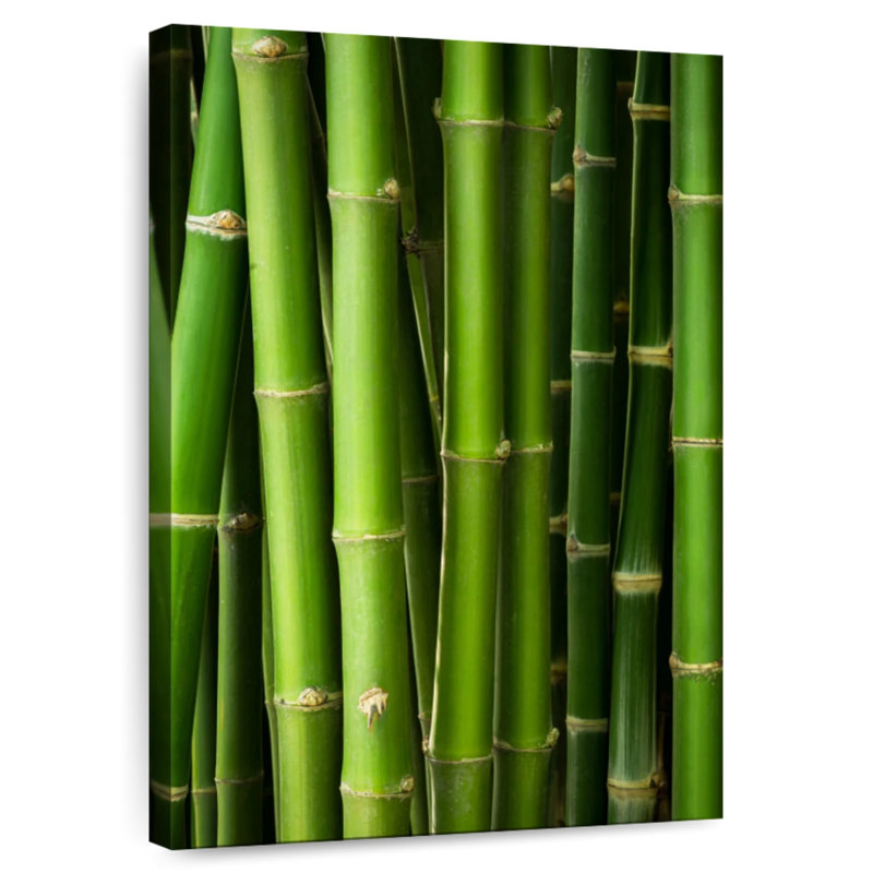 Harnek Bamboo Trunks, 39" H x 26" W