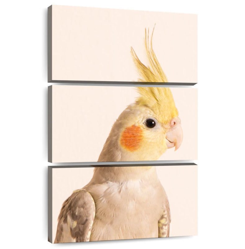 Brampt Smiling Cockatiel