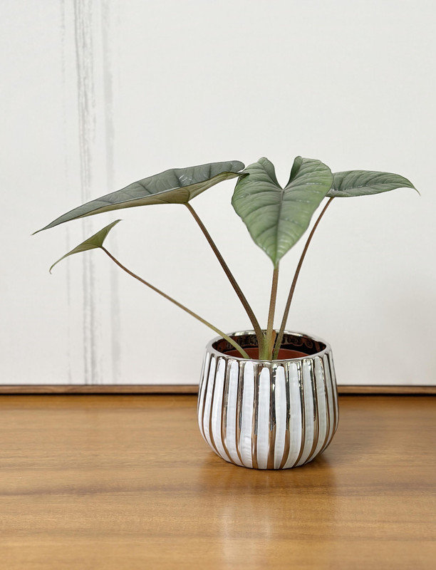 4" White and Chrome Ceramic Succulent Planter Pot