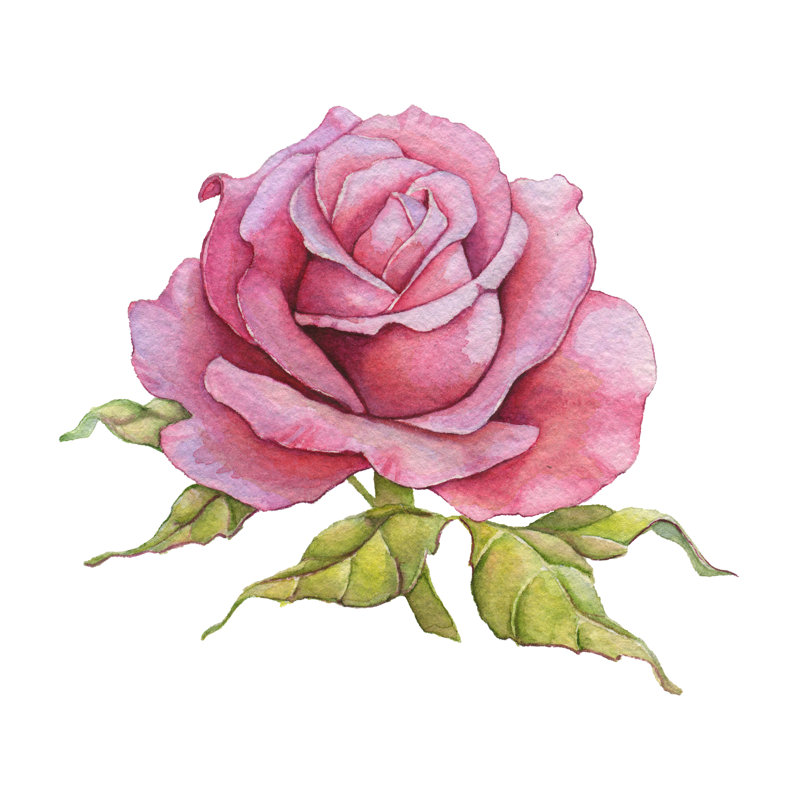 Berardino Watercolour Rose - Wrapped Canvas Print, 91cm H x 91cm W 3.8cm D