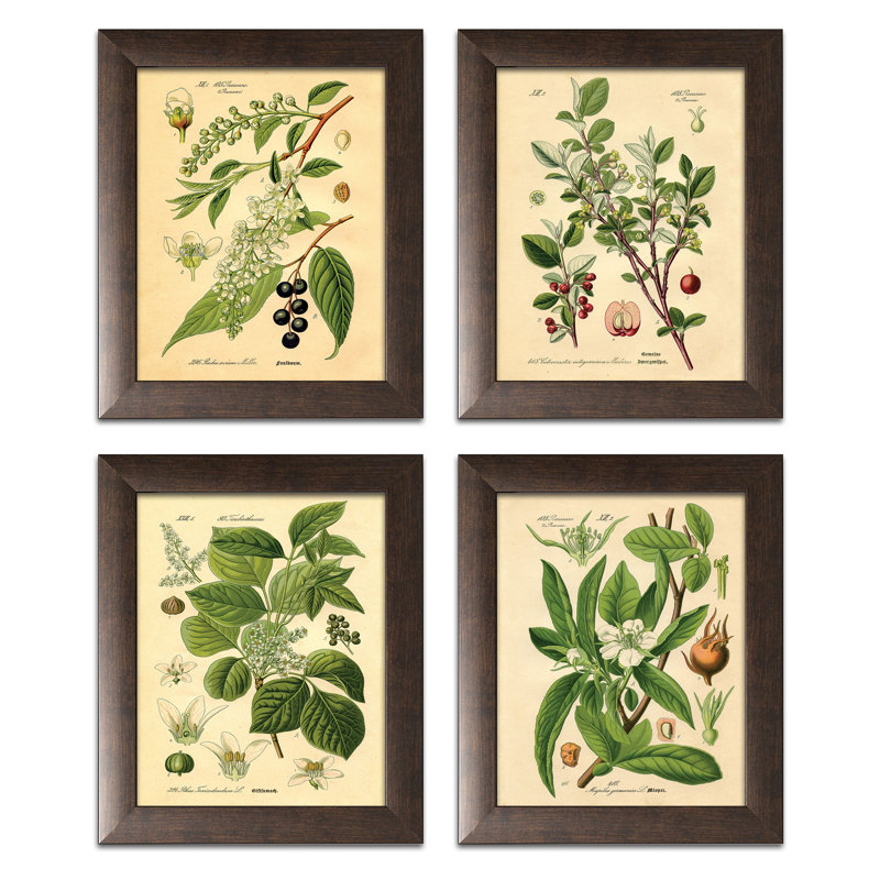 «Popular Old-Fashioned Plant Botanical», ensemble de 4 reproductions d'impressions, H 12 po x l 10 po, Papier avec cadre brun