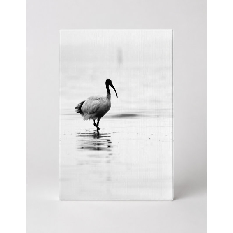 Art mural sur toile ibis Wading in Still Water, L 11 po x H 14 po