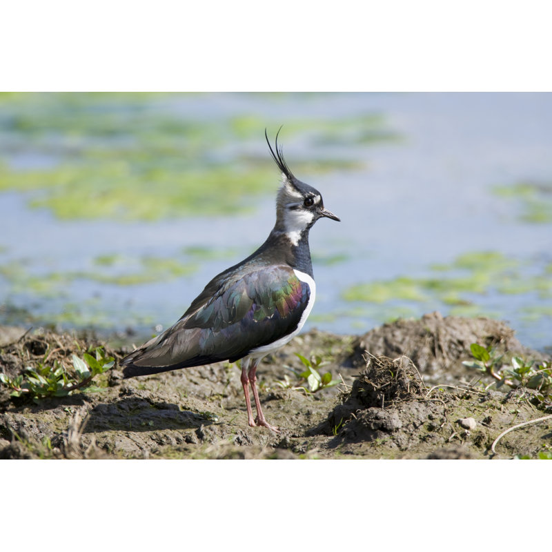 Lapwing Vanellus by Andrew_Howe - No Frame Print on Canvas, 20cm H x 30cm W