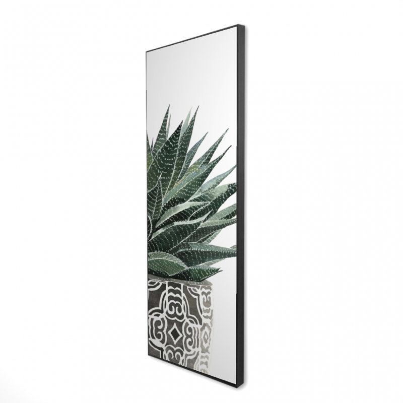 " Zebra Plant Succulent "
