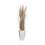 Plante de 70,9 po