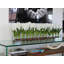 Centre de table Orchids-1442417778-1442417780