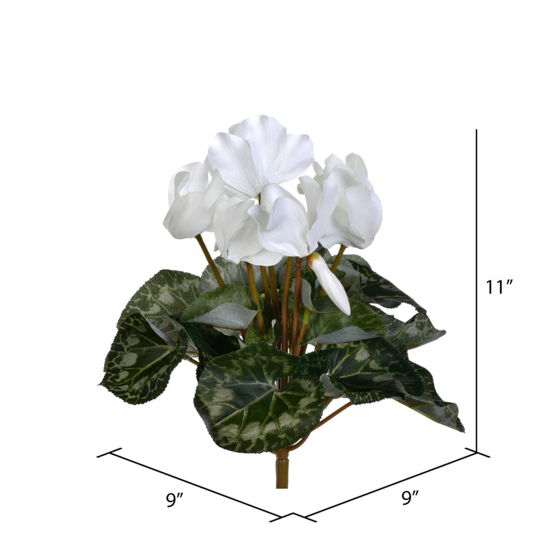 Cyclamen Bush