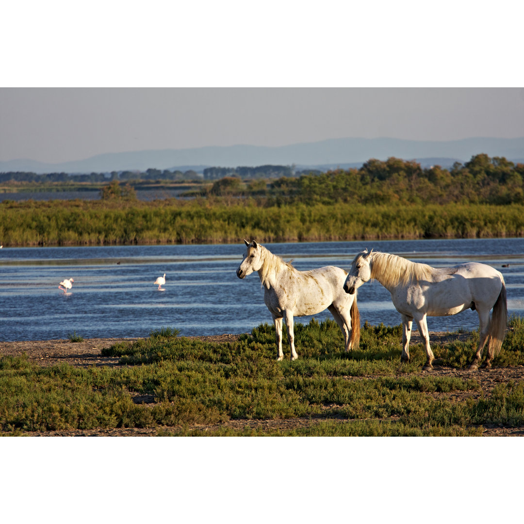 WeiÃŸe Camargue-Pferde