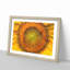 The Eye of a Yellow Sunflower - Picture Frame Painting Print-56712420-56712419