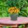 Ailynn Round Imperial Ceramic Outdoor Planter