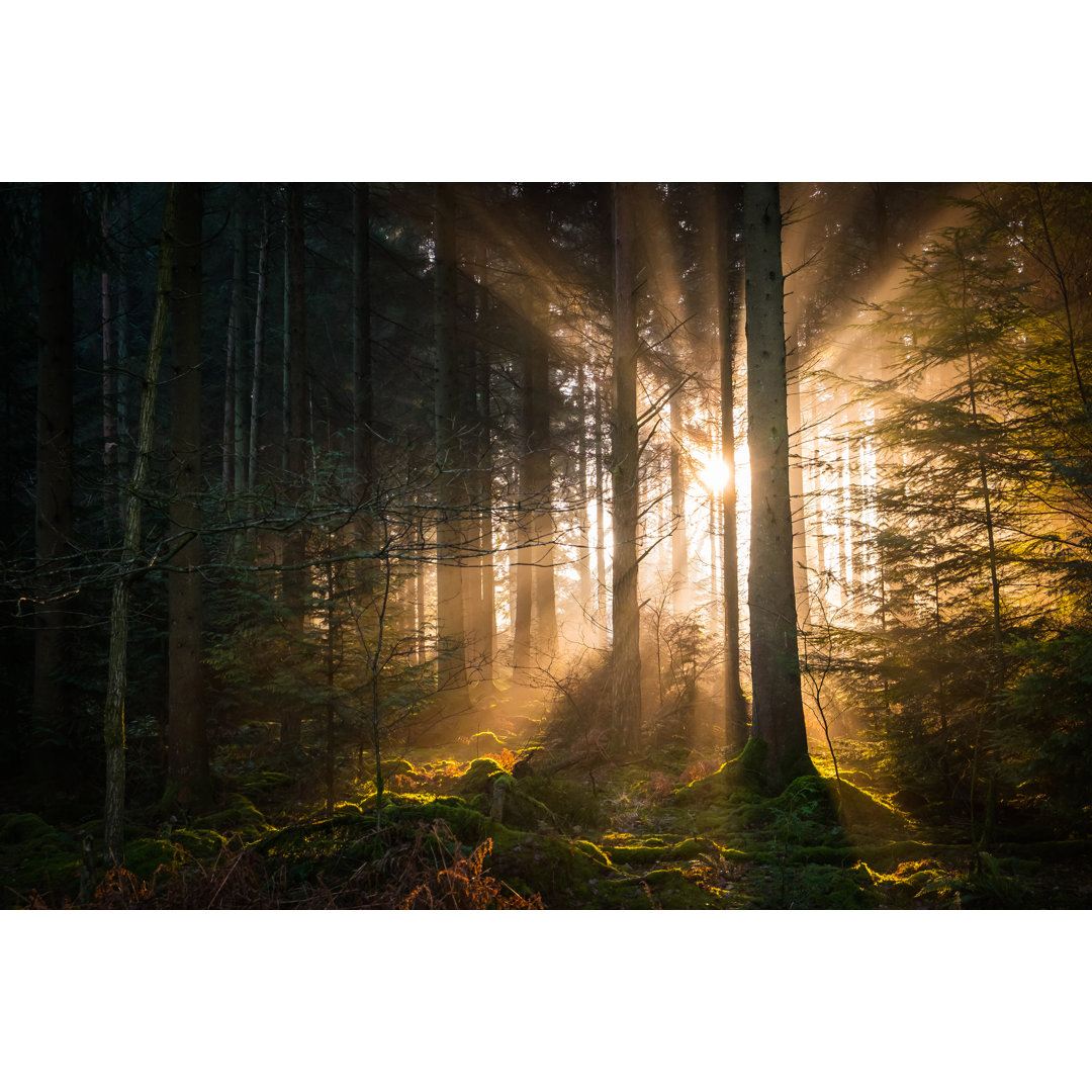 Tranquil Woodland Forest von FotoVoyager - Kunstdrucke auf Leinwand