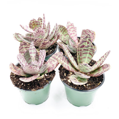 Kalanchoe Humilis, Desert Surprise