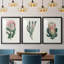 Protea N13 - Ensemble de 3 impressions encadrées-2127202173-2127202183