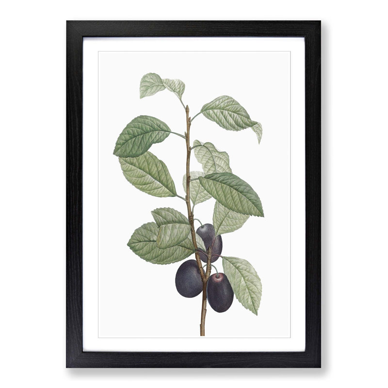Prune Tree by Pierre-Joseph Redoute - Picture Frame Painting Print, 65cm H x 48cm W x 2cm D, Black Framed