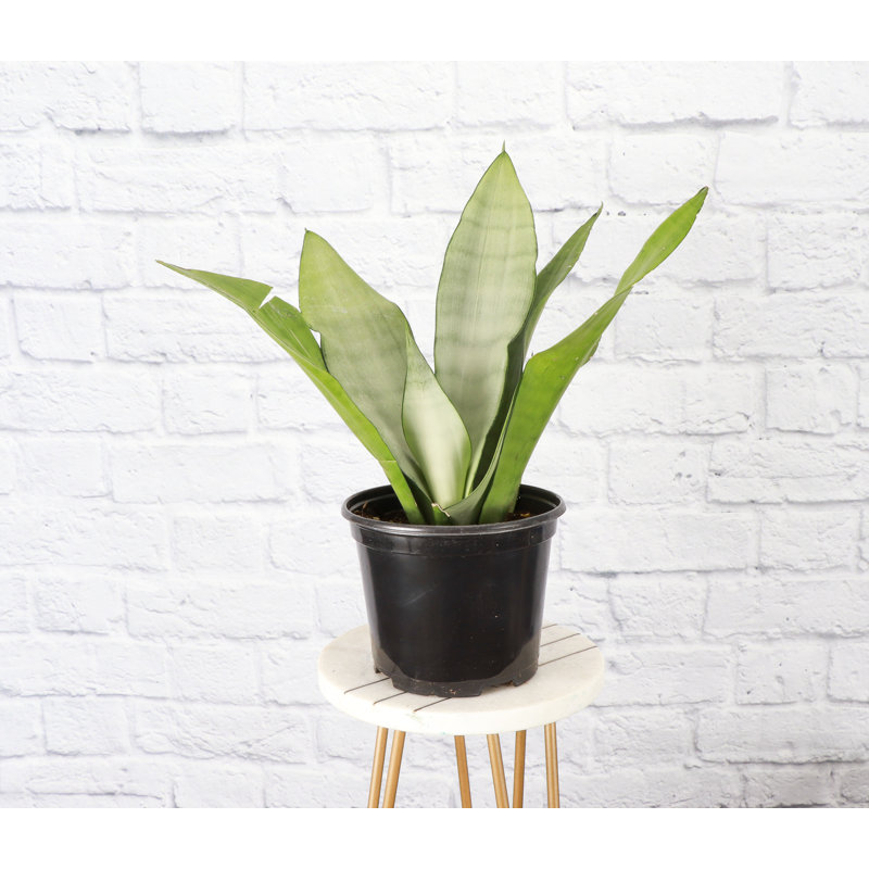 Live Moonshine Snake Plant, 6" Diameter