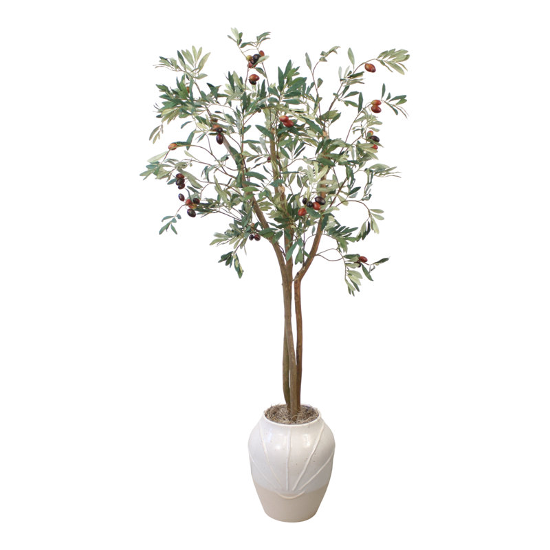 Olive Tree in White Planter
